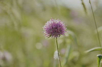 Close-up of purple flowering plant on field