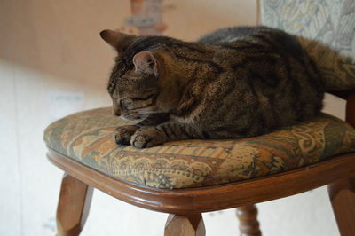 Close-up of a cat resting at home