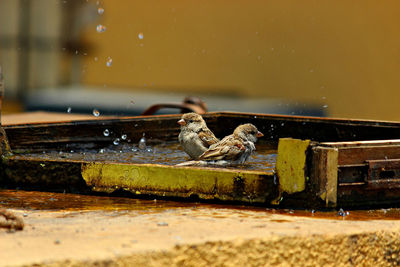 Sparrows bathing in water on sunny day