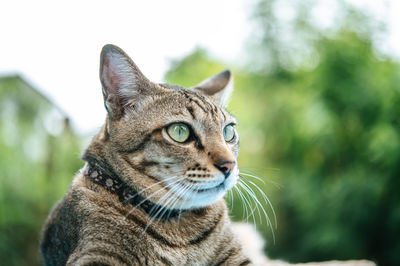 Close-up of tabby cat sitting on table against plants outdoors