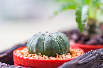 Close-up of pumpkin on table