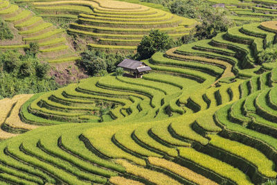 Harvest season of ripe rice on terraced fields in mu cang chai, yen bai, vietnam