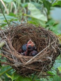 Young birds in nest