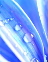 Close-up of water drops on flower