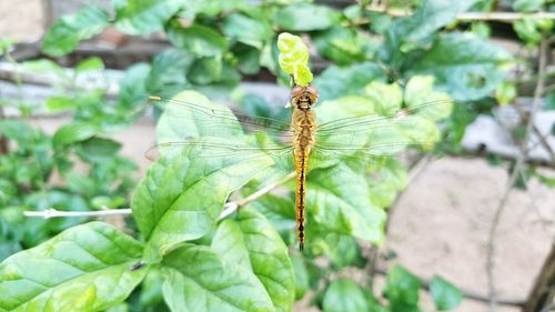 Close-up of insect on leaf