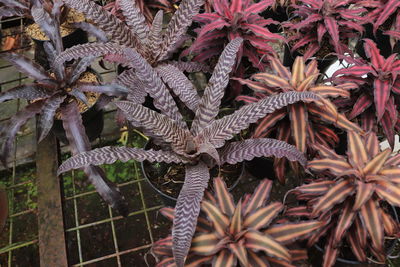 High angle view of flowering plant leaves