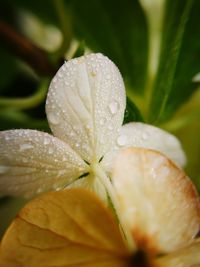 Close-up of wet flower