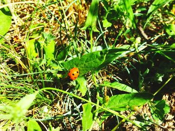 Close-up of ladybug on plant