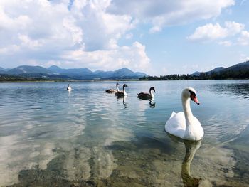 Swans swimming in lake against sky