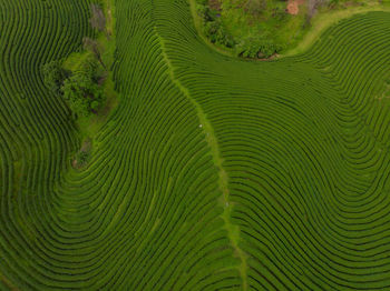 Full frame shot of agricultural field