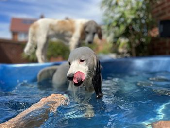 Close-up of dog in hot tub