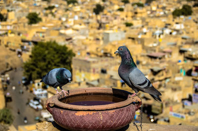 Close-up of bird perching on water