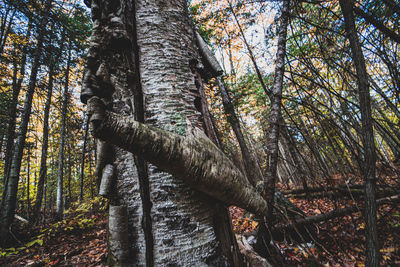 Low angle view of trees in forest