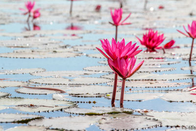 Close-up of pink water lily in pond