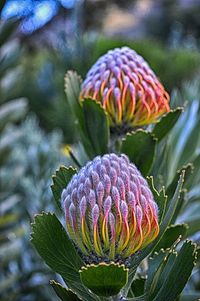 Close-up of flowers