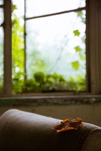 Close-up of relaxing on window