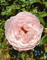 Close-up of pink rose