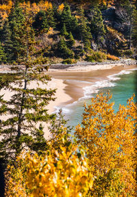 Scenic view of sea and trees