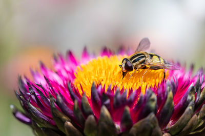 Close-up of bee pollinating on pink flower