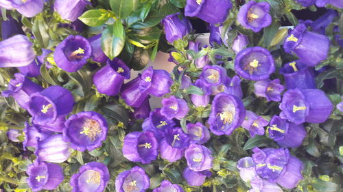 Close-up of purple flowers blooming outdoors