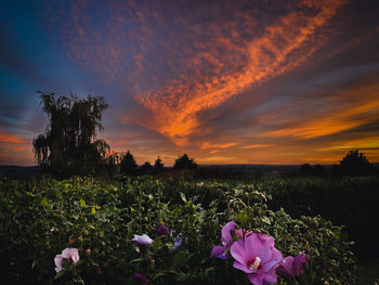 Purple flowering plants on field against sky during sunset