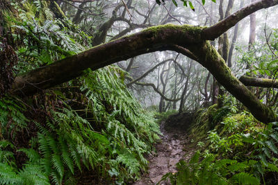 Trees growing in forest