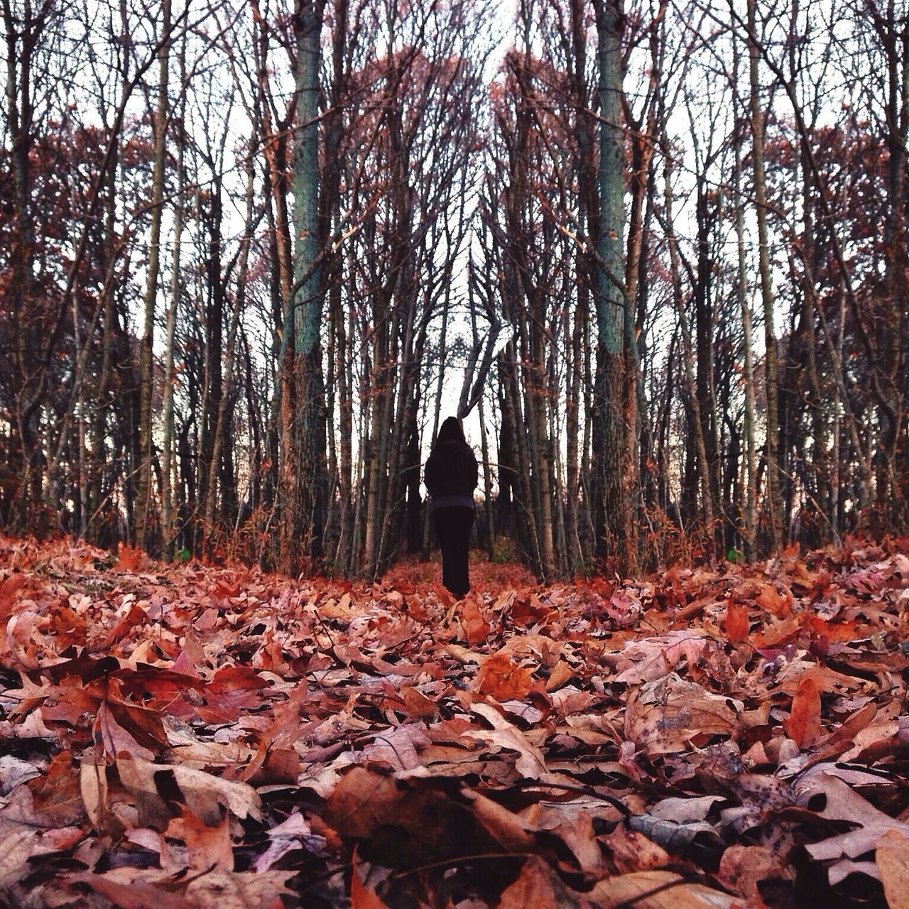 tree, full length, lifestyles, forest, rear view, standing, autumn, leisure activity, nature, leaf, tranquility, tree trunk, change, season, bare tree, walking, men, tranquil scene