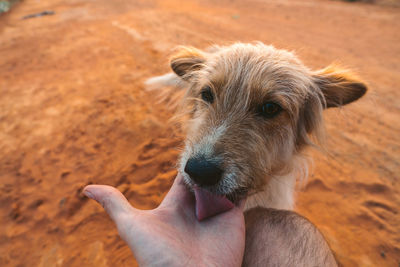 Close-up of hand holding dog