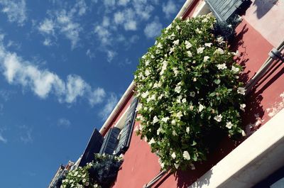 Low angle view of plants growing on window at building