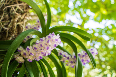 Close-up of purple flowering plants