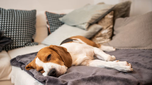 Close-up of dog lying on bed at home