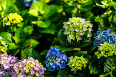 Hydrangea is pink, blue, lilac, violet, purple flowers are blooming in spring and summer