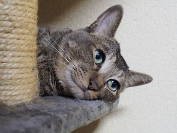 Close-up of cat looking away