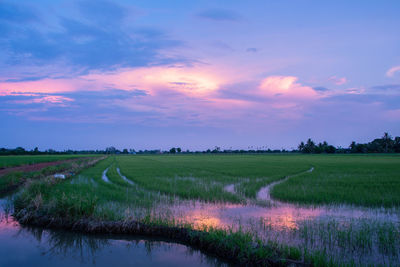 Scenic view of field against sky