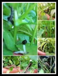 Close-up of insect on plant