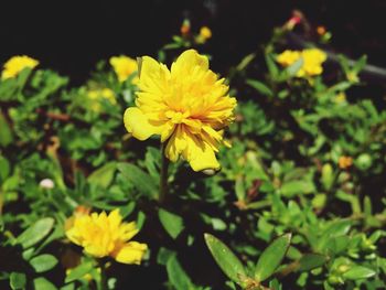 Close-up of yellow flowers blooming outdoors