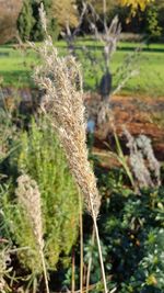 Close-up of wheat growing on field