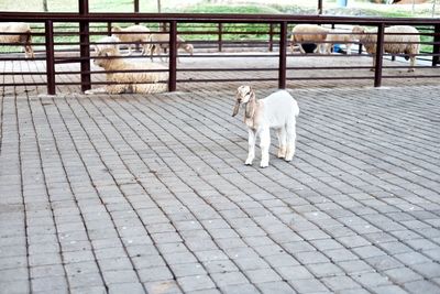 Goat standing on footpath