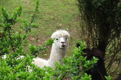 Portrait alpaca