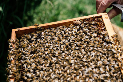 Cropped hand holding bee