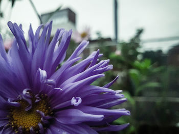 Close-up of purple flower