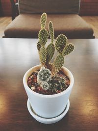 High angle view of succulent plant on table