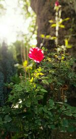 Close-up of pink flower blooming in garden