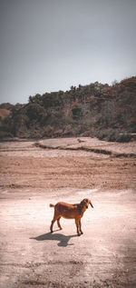 Side view of dog on field against sky