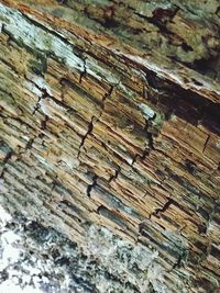 Full frame shot of tree stump