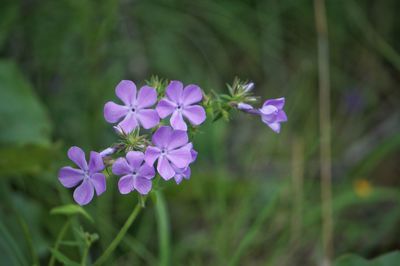 Close-up of purple flowers blooming