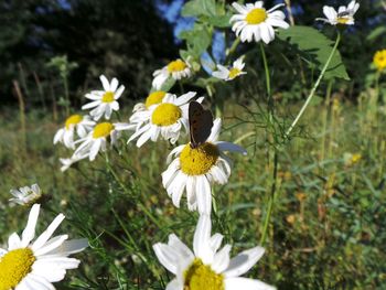 Close-up of white daisy flowers