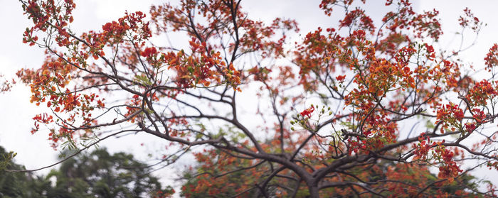 Low angle view of flowering plant against sky during winter