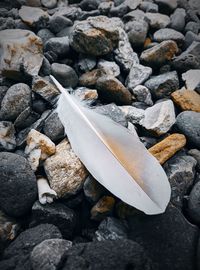 High angle view of feather on stones