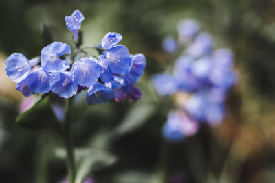 Close-up of purple flowering plant